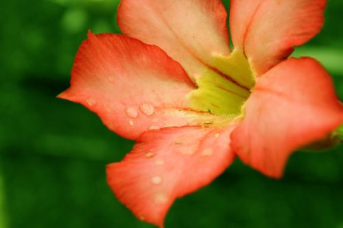 Orange Flower Background