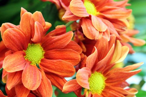 Orange Flowers