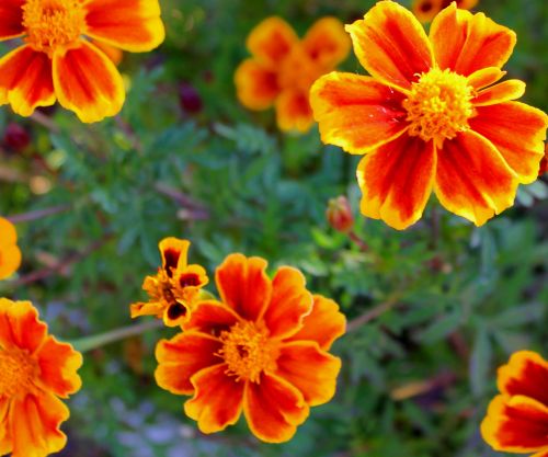 Orange Flowers