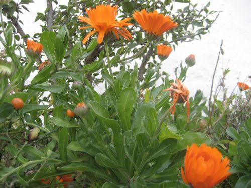 Orange Flowers