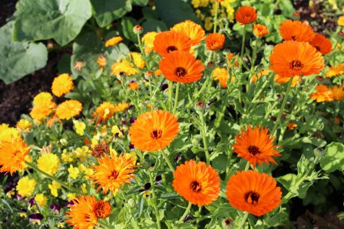 Orange Flowers