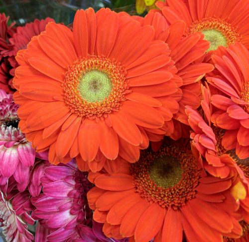 Orange Flowers