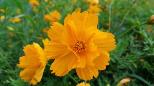 orange flowers yellow flowers nature