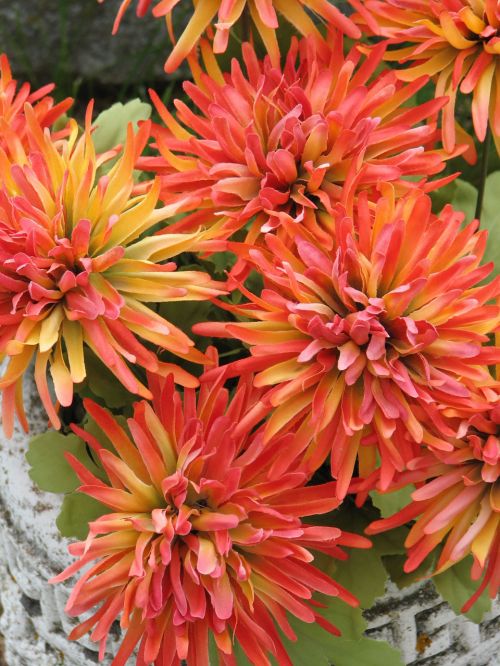 Orange Flowers Closeup