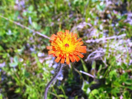 orange hawkweed pilosella aurantiaca flowers