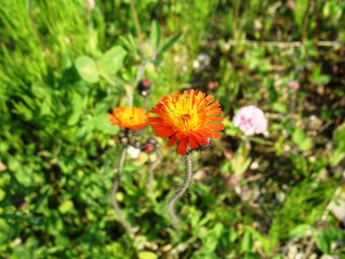 orange hawkweed pilosella aurantiaca flowers