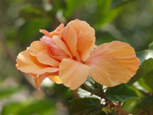 orange hibiscus  orange  hibiscus