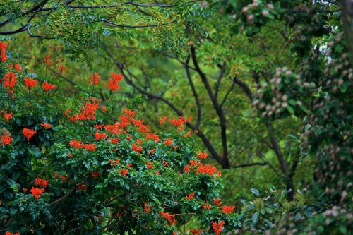 Orange Honeysuckle Creeper In Dense