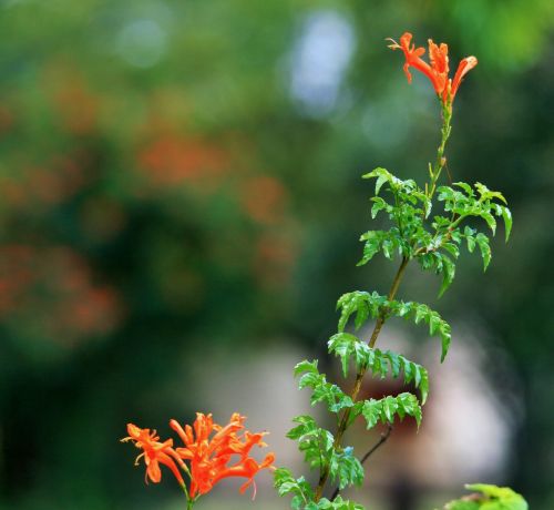 Orange Honeysuckle