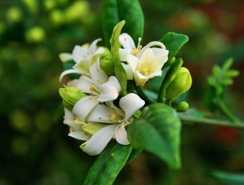 Orange Jasmine Flowers