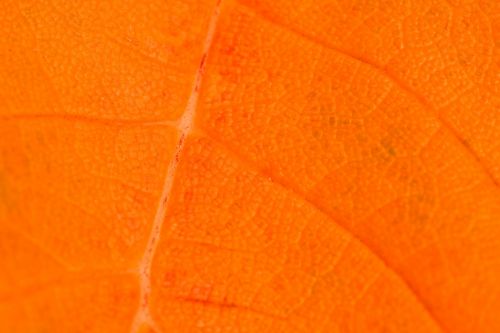 Orange Leaf Detail
