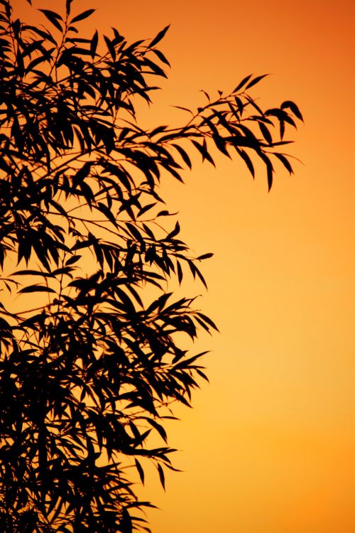 Orange Leaf Silhouette