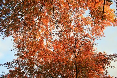 orange leaves tree leaves