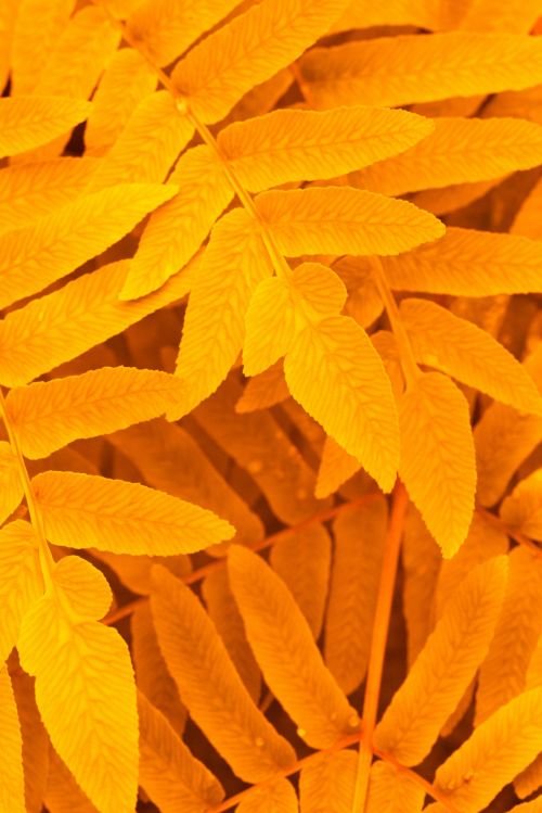 Orange Leaves Pattern