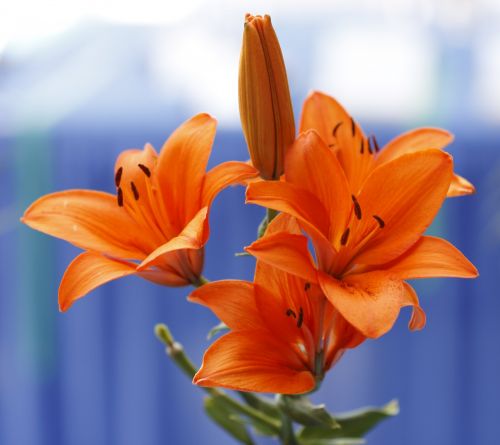 Orange Lily