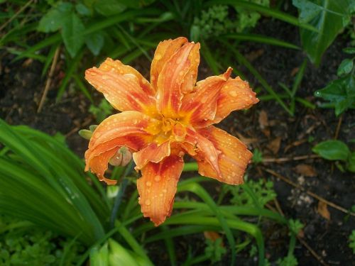 orange lily flower spring