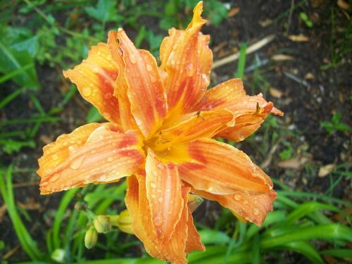 orange lily flower spring