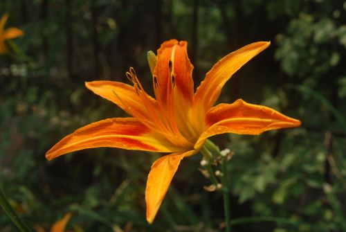 Orange Lily