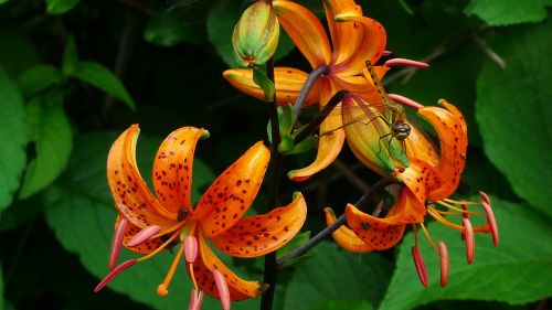 orange lily wildflower dragonfly