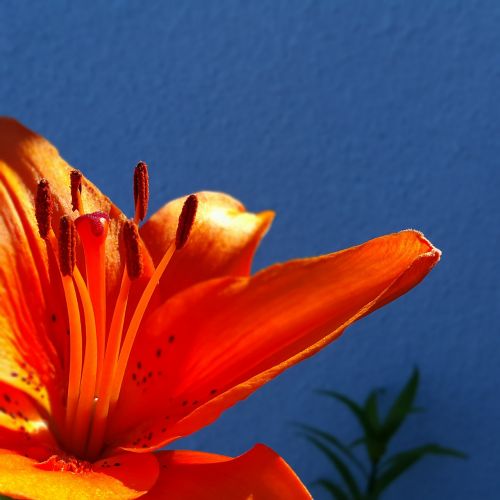 orange lily flower spring