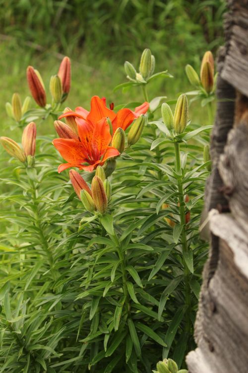 Orange Lily Flowers