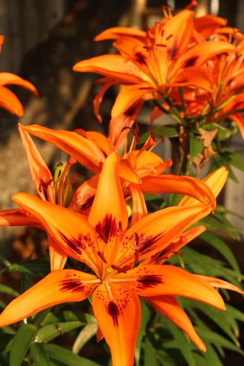 Orange Lily Flowers