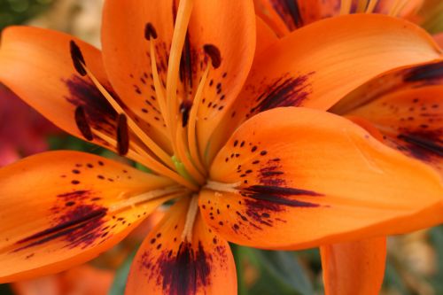 Orange Lily Flowers