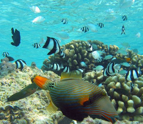 orange-lined triggerfish coral reef fish