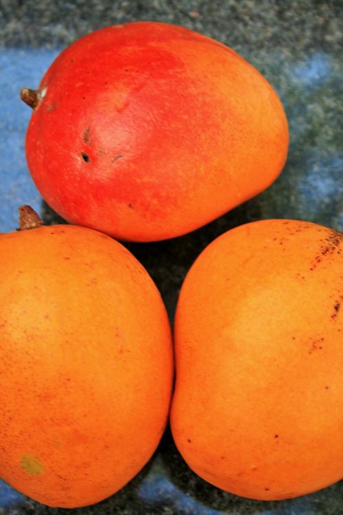 orange mango fruit mango