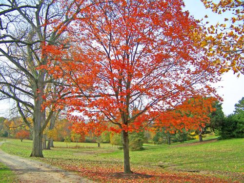 Orange Maple Tree