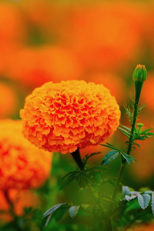 orange marigold wang nam kiew thailand