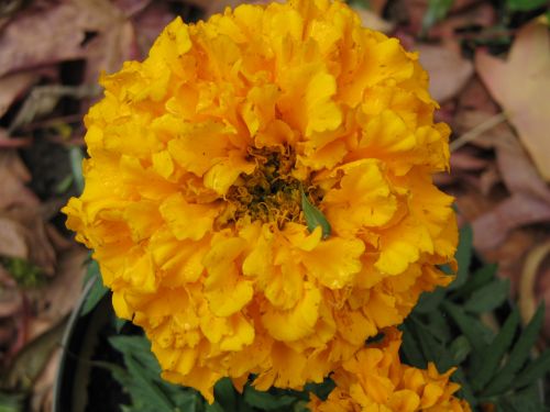 Orange Marigold