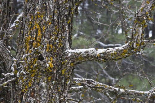 Orange Moss, White Snow