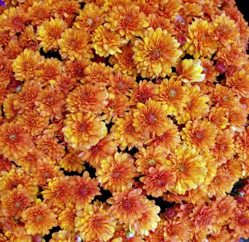 Orange Mums