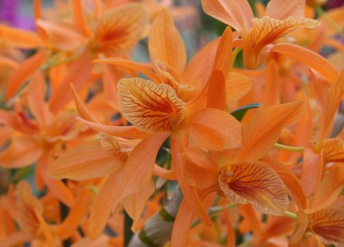 orange orchid orchids flower
