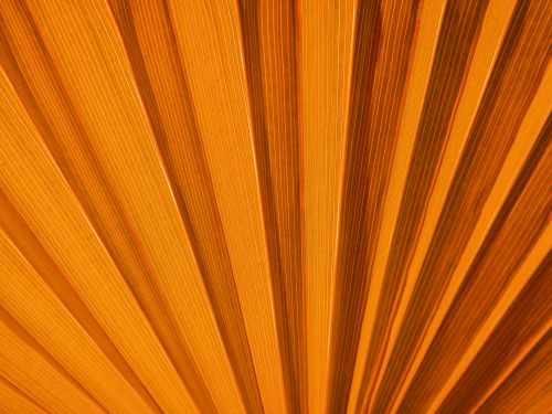Orange Palm Leaf Detail