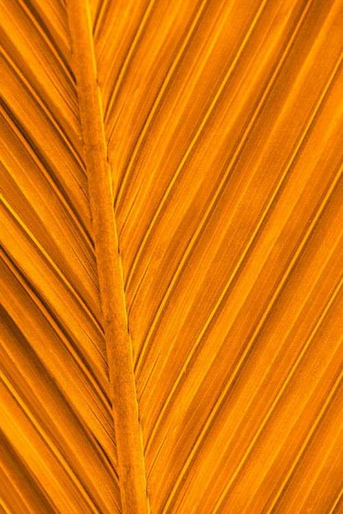 Orange Palm Tree Leaf