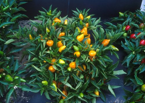 orange pepper plants compact colorful