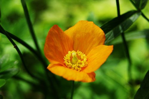 Orange Poppy