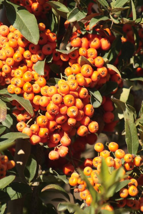 Orange Pyracantha Berry Clusters