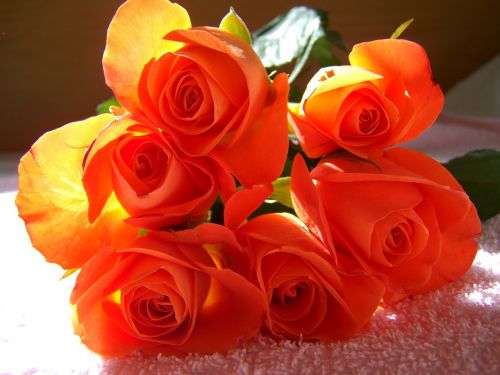 orange-red rose bouquets cut flower