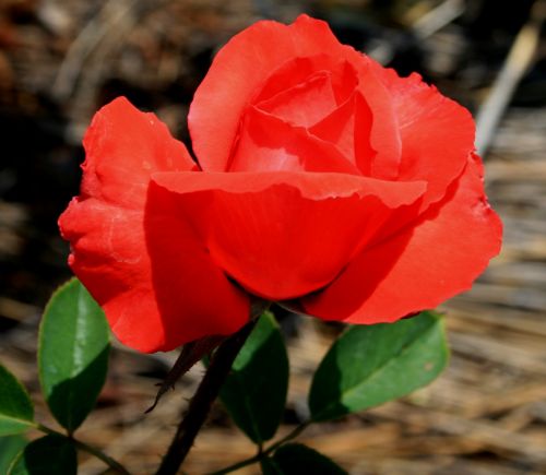 Orange-red Rose