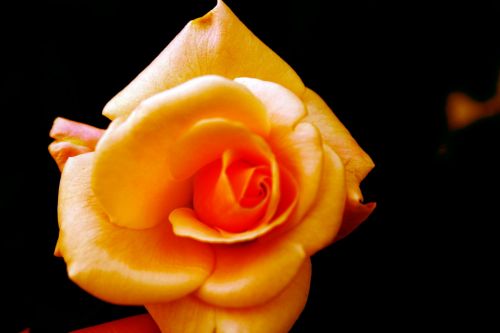 Orange Rose