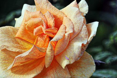 Orange Rose