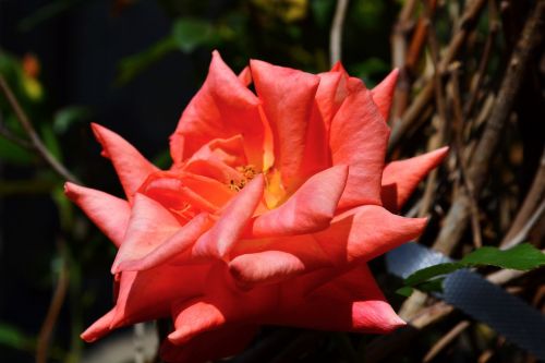 orange rose rose orange