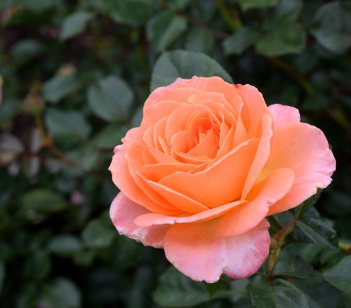 orange rose flower macro