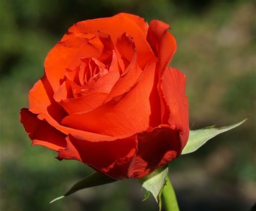 orange rose rose flower