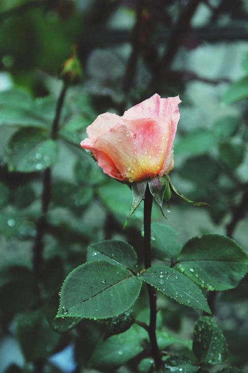 orange rose rain garden