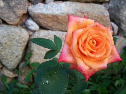 orange rose flower garden
