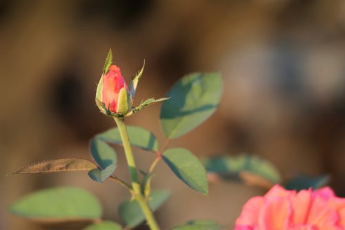 orange rose  bud  flower